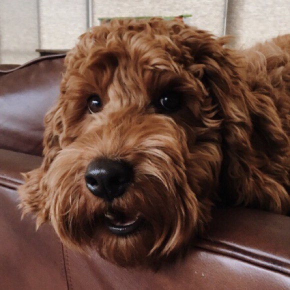 Meet your Posher, Rhiannon & natalie - Picture 1 of 1